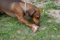 Red dachshund holds a bone in its teeth