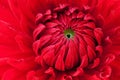 Red Dahlia Royalty Free Stock Photo