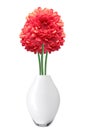 Red Dahlia Autumn flower in vase isolated on white