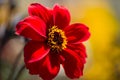 Red dahlia ,Bishop of llandaff in summer Royalty Free Stock Photo