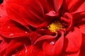 Red dahlia bloom with droplets of water Royalty Free Stock Photo