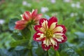 The red dahlia bloom in full bloom in the rainy season. North of Thailand Royalty Free Stock Photo