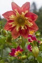 The red dahlia bloom in full bloom in the rainy season. North of Thailand Royalty Free Stock Photo