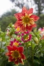 The red dahlia bloom in full bloom in the rainy season. North of Thailand Royalty Free Stock Photo