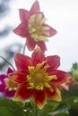 The red dahlia bloom in full bloom in the rainy season. North of Thailand Royalty Free Stock Photo