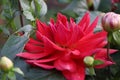 A red Dahlia in bloom Royalty Free Stock Photo