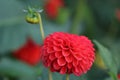 A red Dahlia in bloom Royalty Free Stock Photo