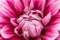 Red dahlia in bloom in a garden