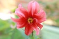 Red dahlia blooms beautifully in the garden Royalty Free Stock Photo