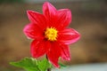 Red Dahlia blooms beautifully in summer Royalty Free Stock Photo