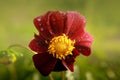 Red dahlia blooms beautifully in summer Royalty Free Stock Photo