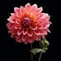 Stunning Pink Dahlia Flower On Black Background In Erik Jones Style