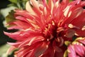 Red dahlia close up, fire flower Royalty Free Stock Photo