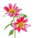 Red dahlia daisy isolated white background Royalty Free Stock Photo