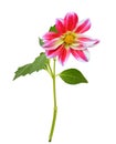 Red dahlia daisy isolated white background Royalty Free Stock Photo