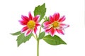 Red dahlia daisy isolated white background Royalty Free Stock Photo