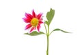 Red dahlia daisy isolated white background Royalty Free Stock Photo