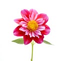 Red dahlia daisy isolated white background Royalty Free Stock Photo