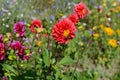 Red dahlia and a drone fly hoverfly in a colourful flower bed Royalty Free Stock Photo