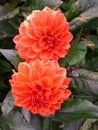 Red dahlia with droplets