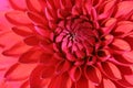 Red Dahlia flower Royalty Free Stock Photo