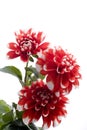 Red dahlia flower Royalty Free Stock Photo