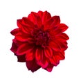 Red Dahlia flower. Beautiful Dahlia Flower Royalty Free Stock Photo
