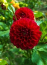 Red Dahlia flower. Beautiful Dahlia Flower Royalty Free Stock Photo