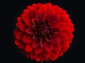 Red Dahlia Flower on black background Royalty Free Stock Photo