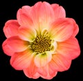 Red dahlia. Flower on black isolated background with clipping path. For design. Cl Royalty Free Stock Photo