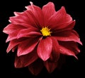 Red dahlia. Flower on the black    isolated background with clipping path.  For design.  Closeup. Royalty Free Stock Photo