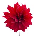 Red dahlia. Flower on the black isolated background with clipping path. For design. Closeup. Nature Royalty Free Stock Photo