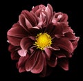 Red dahlia. Flower on the black isolated background with clipping path. For design. Closeup. Royalty Free Stock Photo