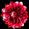 Red dahlia. Flower on the black  isolated background with clipping path.  For design.  Closeup. Royalty Free Stock Photo