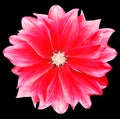 Red dahlia. Flower on black isolated background with clipping path. For design. Closeup. Royalty Free Stock Photo