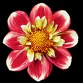 Red dahlia. Flower on black isolated background with clipping path. For design. Closeup. Royalty Free Stock Photo