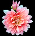 Red dahlia. Flower on black isolated background with clipping path. For design. Closeup. Royalty Free Stock Photo