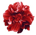 Red  dahlia. Flower on the black isolated background with clipping path.  For design. Royalty Free Stock Photo