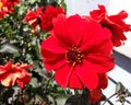 Red Dahlia Flower Royalty Free Stock Photo