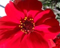 Red Dahlia Royalty Free Stock Photo