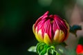 Red dahlia flower bud in summer sunny day macro photography.