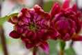 Red Dahlia Flower Budz