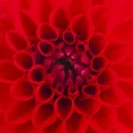 A red Dahlia flower Royalty Free Stock Photo