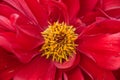 Red dahlia flower in closeup shot