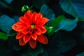 Red dahlia flower on a deep green background of leaves. Background with intensely coloured dahlia flower. Royalty Free Stock Photo