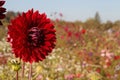 Red Dahlia in Flower Field Royalty Free Stock Photo