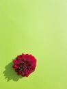 red dahlia flower on a green light green background flora macro shadow color contrast pink