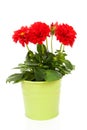 Red Dahlia flower in green pot Royalty Free Stock Photo