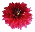 Red dahlia flower isolated on white background with clipping path. Closeup no shadows. Royalty Free Stock Photo