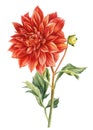 Red dahlia flower isolated white background, watercolor botanical painting, delicate flowers Royalty Free Stock Photo